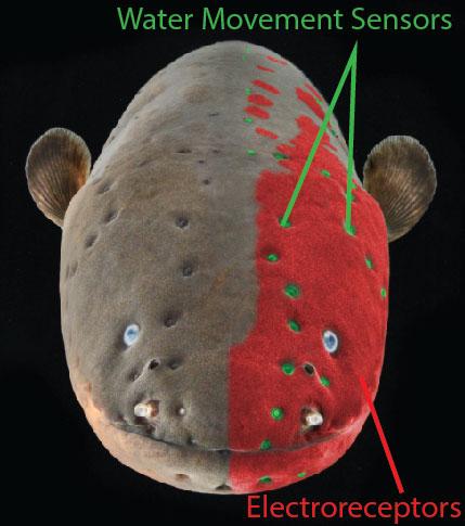 Electric Eel's Sensory System