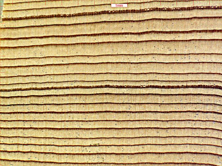 Douglas-fir Annual Rings