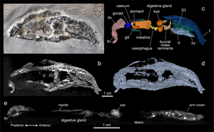 X-ray CT images (acquired at the ESRF (Grenoble, France)) and reconstructions of V. rhodanica.