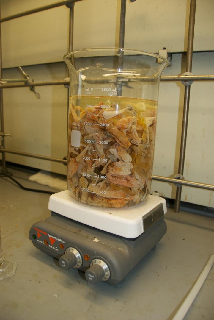 Tunicates Being Weighed in a Beaker