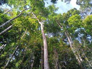 Forest at elevation of 800 meters