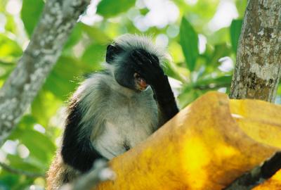 Colobus Drinking