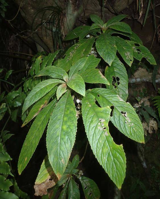 Suetsugu Crickets Plant