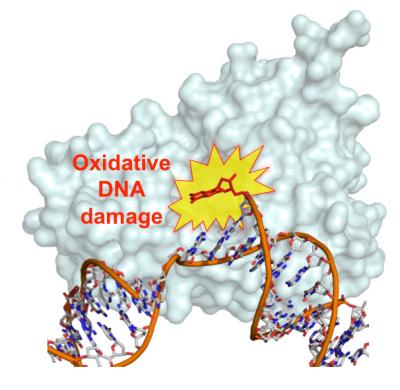 DNA Nucleotide Damaged by Oxidation