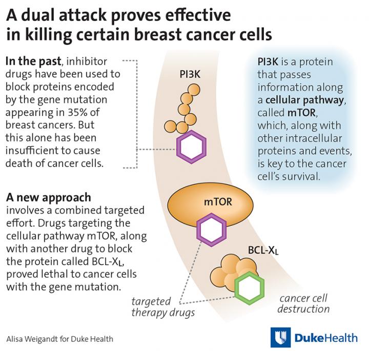 A Dual Attack Proves Effective in Killing Certain Breast Cancer Cells