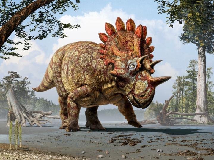 <i>Regaliceratops peterhewsi </i>Reconstruction