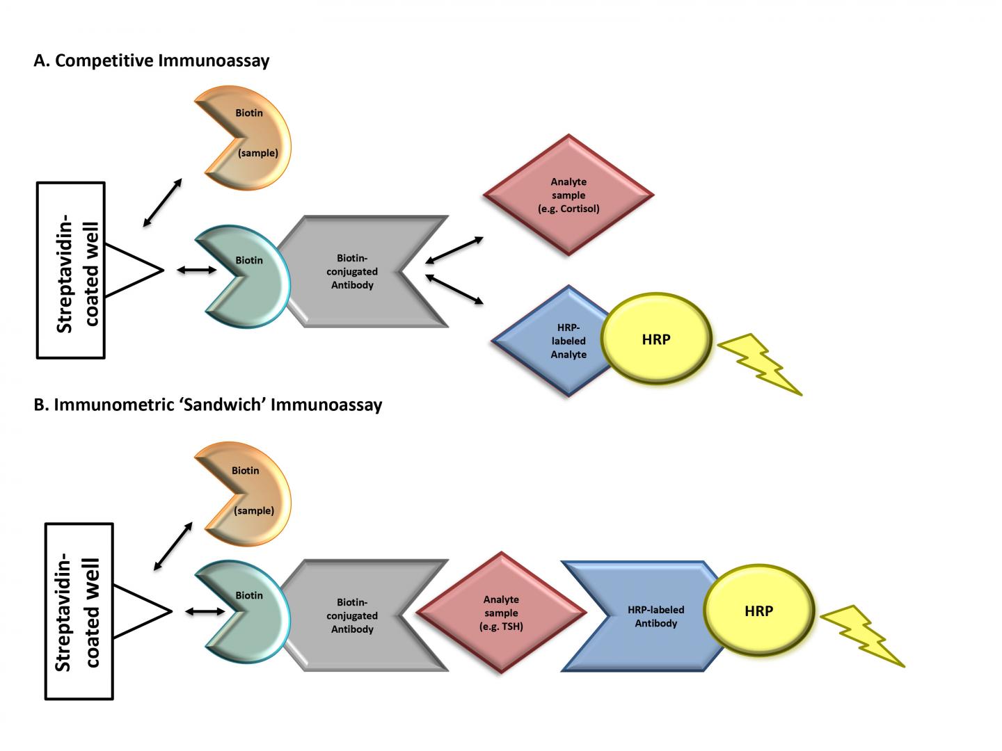 Figure 1. Mechanism of Biotin Interference with Immunoassay Methodologies