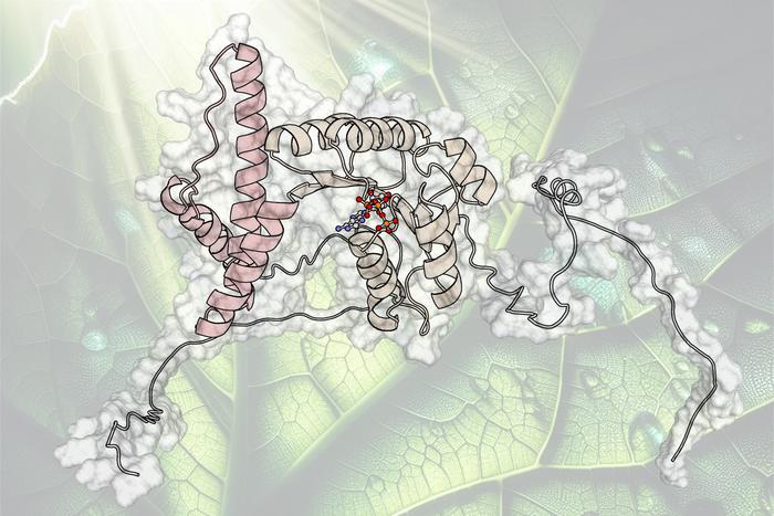 Synchronise two sub-processes of photosynthesis