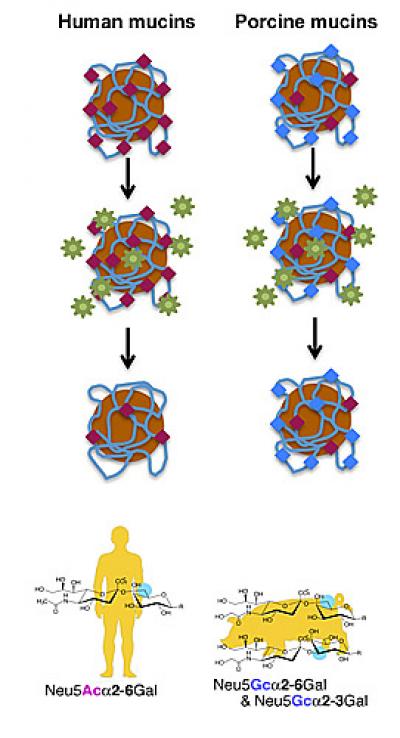 Flu Sialic Acid Graphic