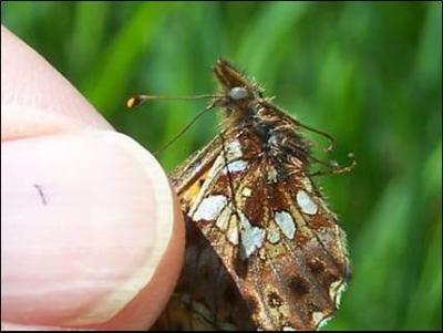 Butterfly Examined during the Survey