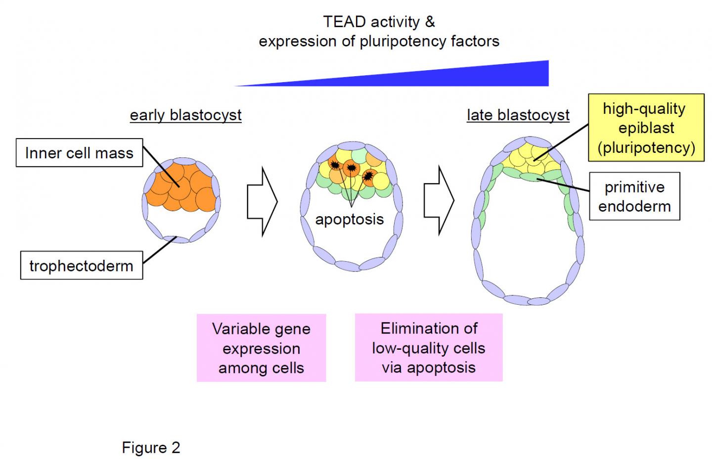 Figure 2: The Mechanism for Production of High-Quality Pluripotent Epiblast Cells