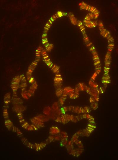 Distribution of COMPASS-Like Complexes on Fruitfly Polytene Chromosomes