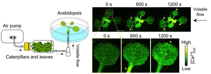 Figure 2: Ca2+ signals in Arabidopsis exposed to VOCs from insect-damaged plants