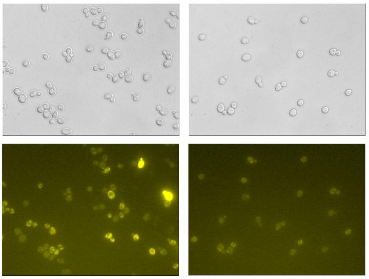 Less Cell Damages in Engineered Yeast