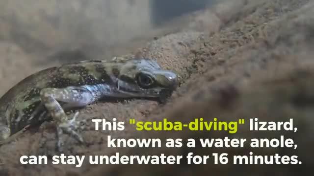 'Scuba-Diving' Lizard Can Stay Underwater for 16 Minutes