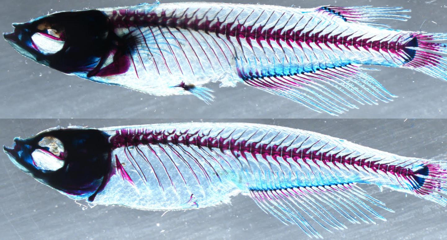 Effects of Genetic Enhancers on Medaka Fish