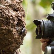 Wallace's Giant Bee Nests In Termite Mounds