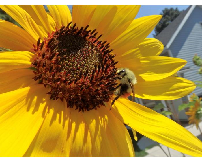 Male Bombus huntii on a sunflower
