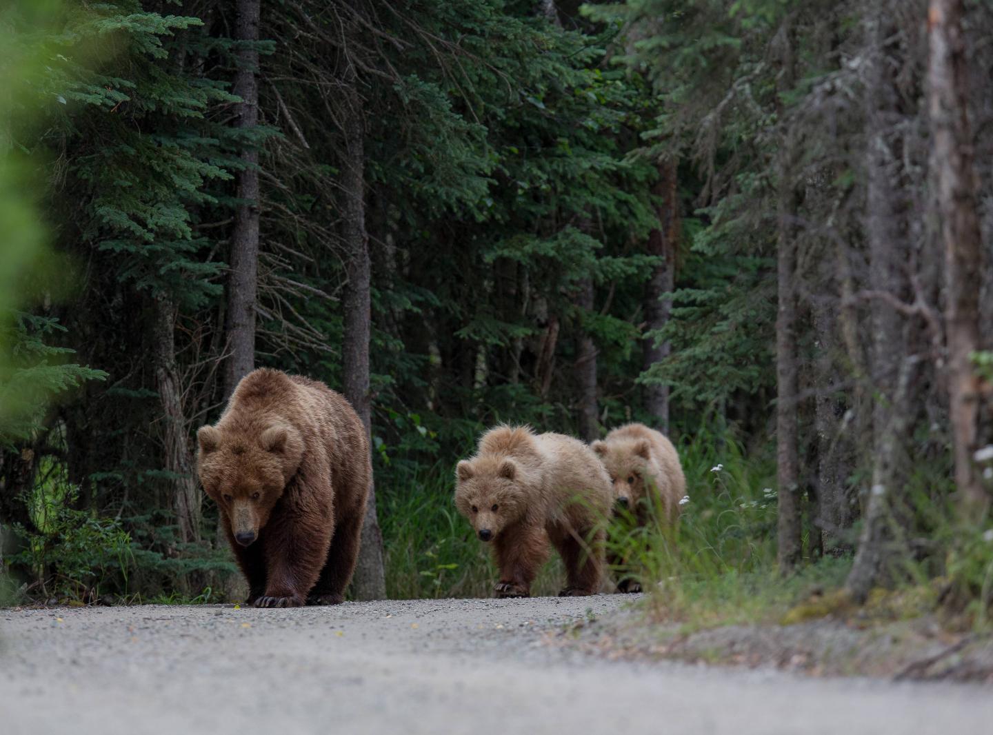 Where Humans Set Up Camp, Animals Roam Much Shorter Distances (3 of 8)