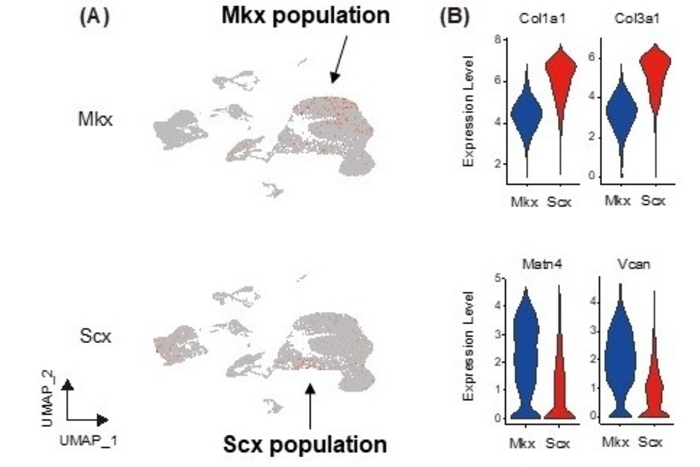 Figure 2. Mkx- and Scx-express [IMAGE] | EurekAlert! Science News Releases