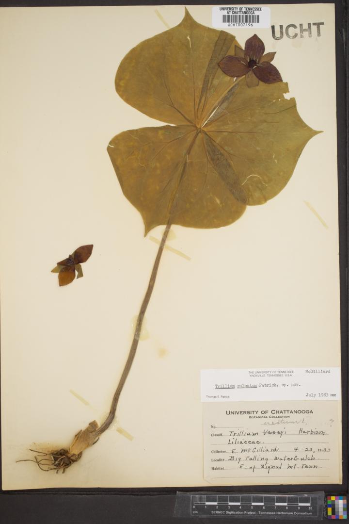 Trillium erectum herbarium specimen