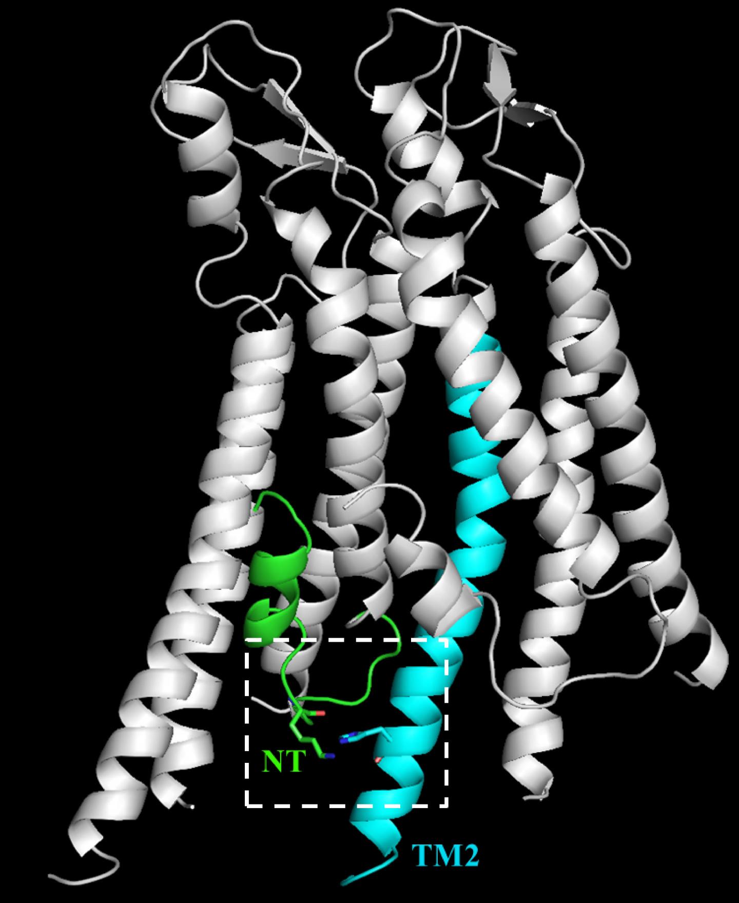 The N14K Mutations Stabilizes the Open State of Cx26 Hemichannels