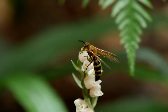 A scoliid wasp visiting the hybrid on Kozu Island