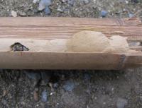 Emerging Asian bamboo longhorn beetle