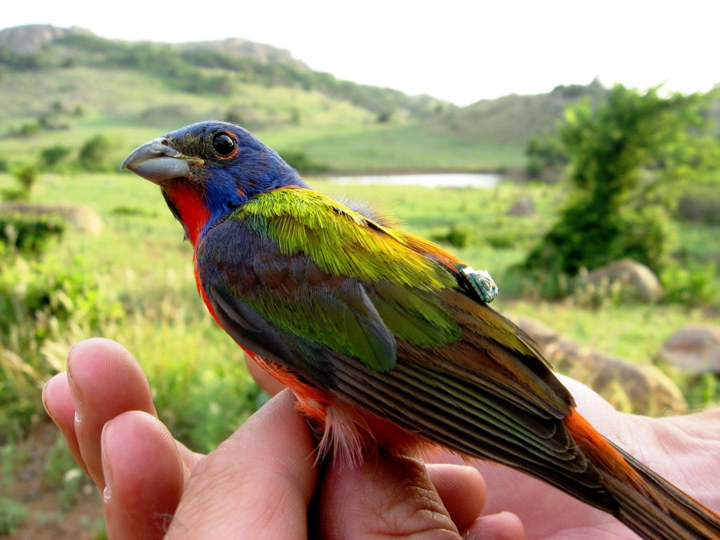 Painted Bunting, a Neotropical Migratory Songbird