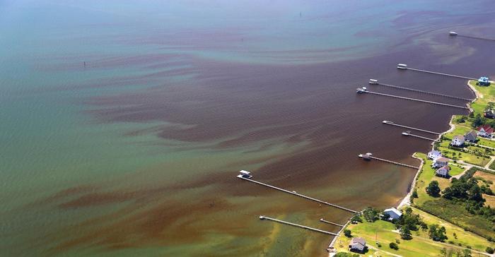 Algal Bloom in the York River