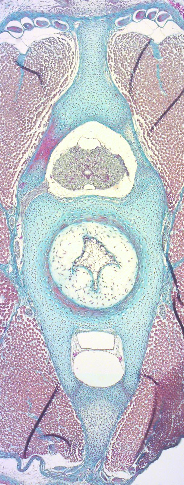 Cross-Section of a Little Skate Vertebra