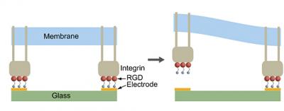 Lab-Chip Schematic