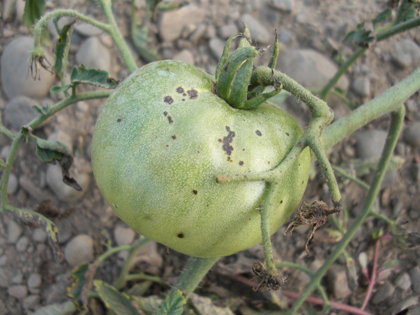 Tomato with Speck Disease