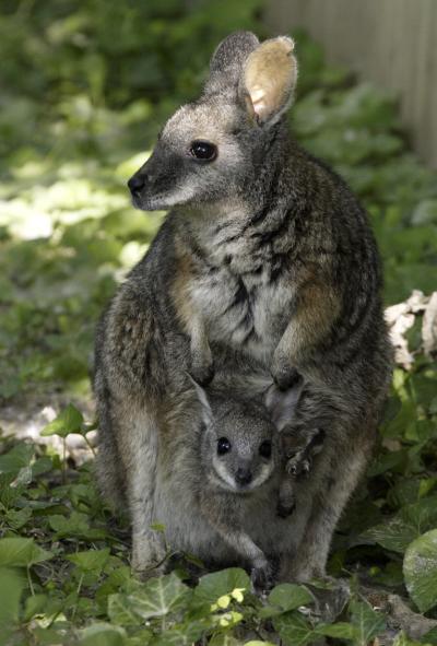 Tammar Wallaby Joey At Smithso [IMAGE] | EurekAlert! Science News Releases