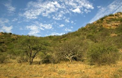 Plant Diversity Keeps Drylands Thriving (3 of 11)