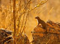 Mongoose Sentinel