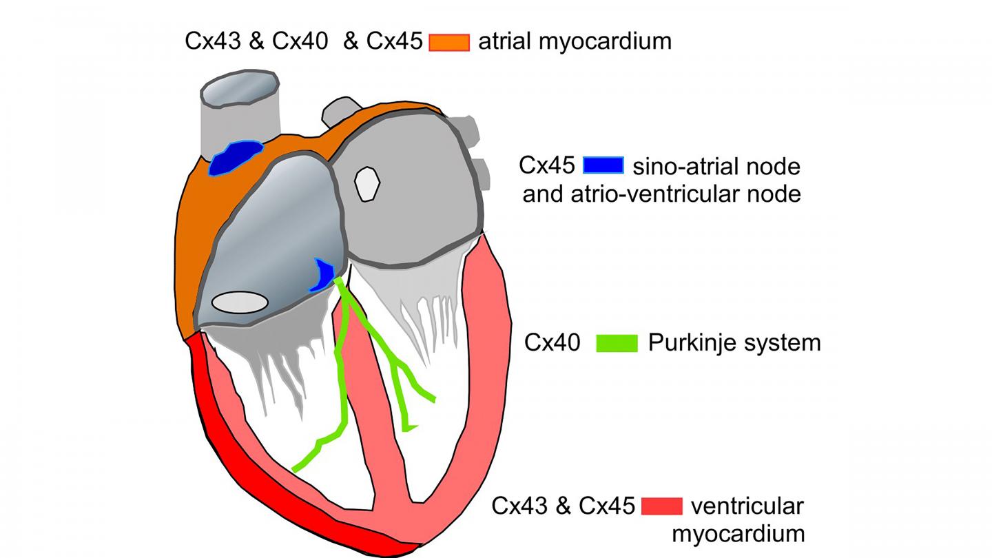 Electric signals between individual cardiac c EurekAlert!