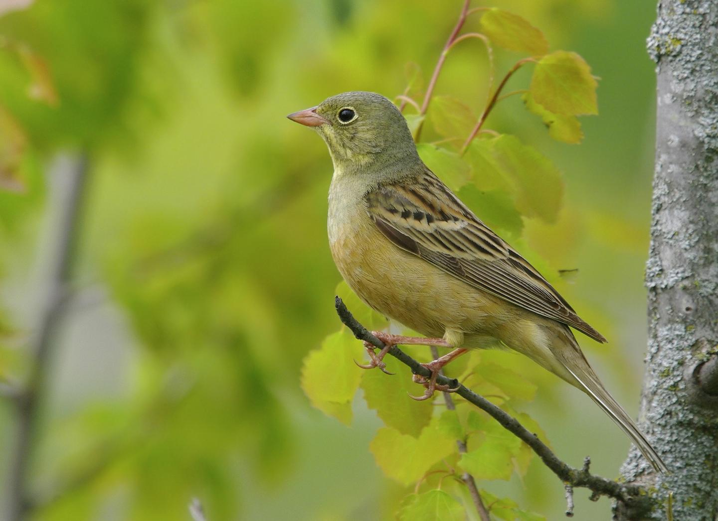 Ortolan Hunting in France Is Unsustainable (1 of 3)