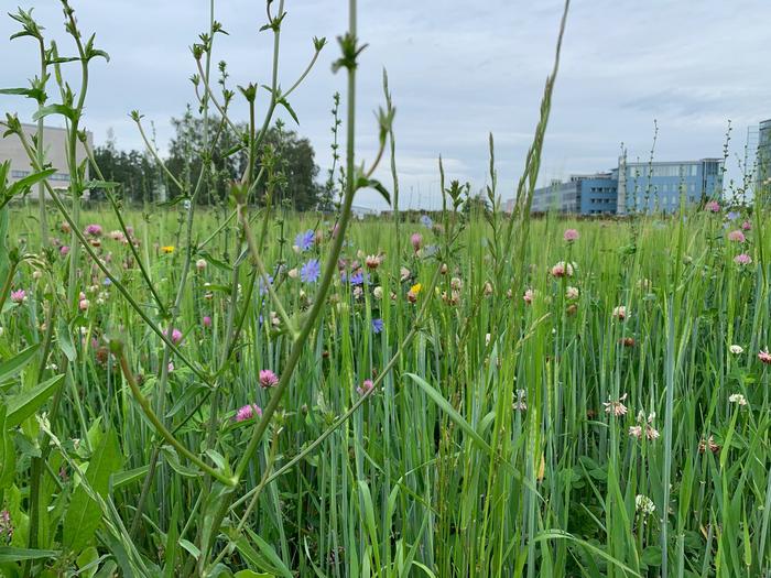 Biodiversity experiment with barley