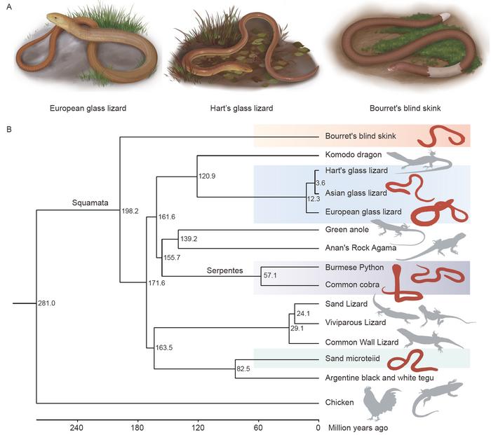 Figure 1. Genome assemblies of three limbless lizards and independent limb loss in Squamata