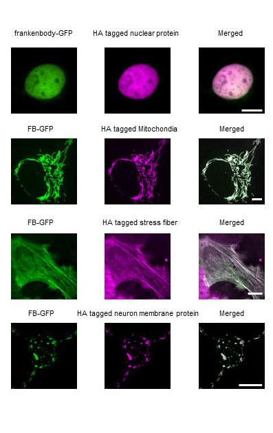 Frankenbody Examples