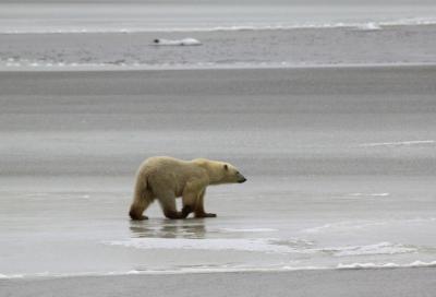 Polar Bear Near Churchill, Manitoba