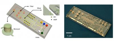 Microfluidic NMR System for the Detection of Microvesicles