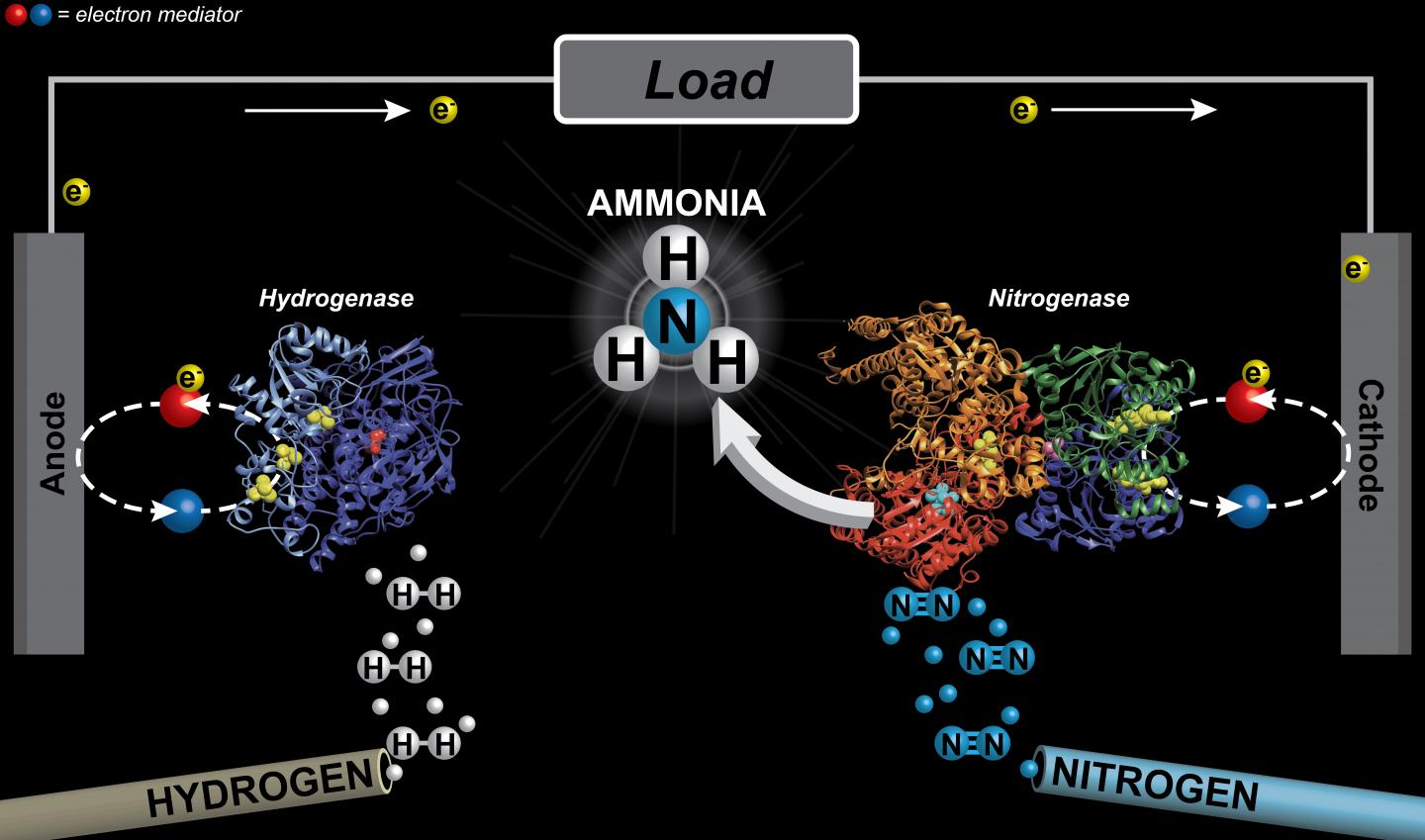 H2-N2 Cell Diagram