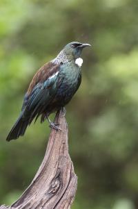 Tui