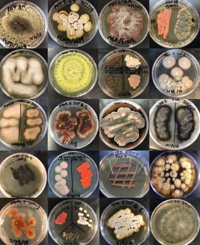 Marine Fungal Colonies Cultured from Woods Hole, Mass., Environments