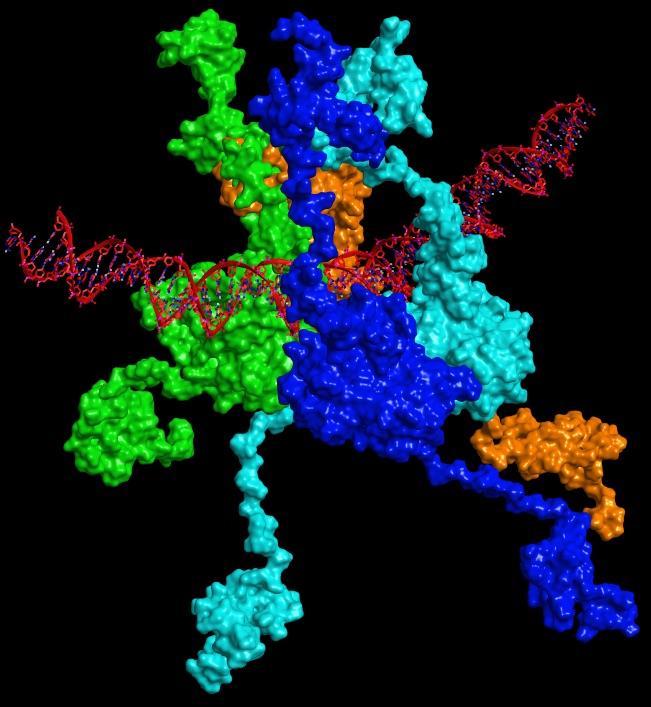 Model of the p53 Protein Bound to DNA