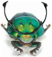 Onthophagus (<i>Proagoderus</i>) Rangifer Klug