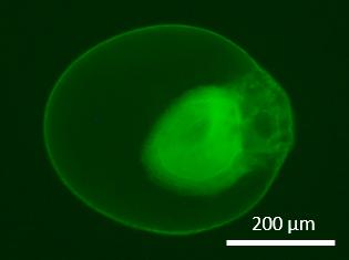 Fluorescence Microscopy Image of an Enzyme-Containing Protocell Assembled from a Mixture of DNA