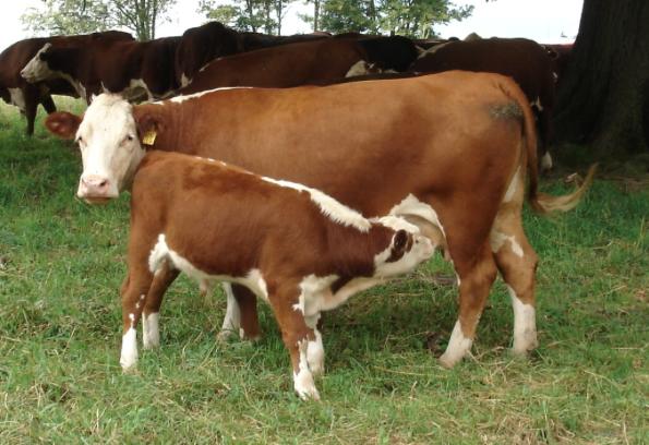 Hereford Cow and Calf